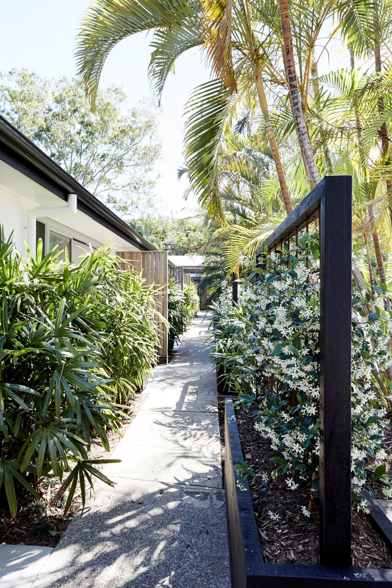 Jasmine privacy screens at the entrance to the Bower Suites, The Bower Byron Bay
